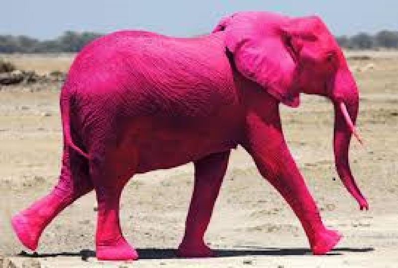 Avonturen roze olifant